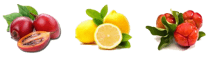 Шиповник мальгипия лимон