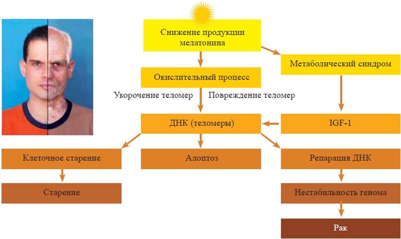 Отсутствовать организм. Нехватка мелатонина. Недостаток и избыток меланина. Дефицит меланина в организме. Дефицит мелатонина в организме.