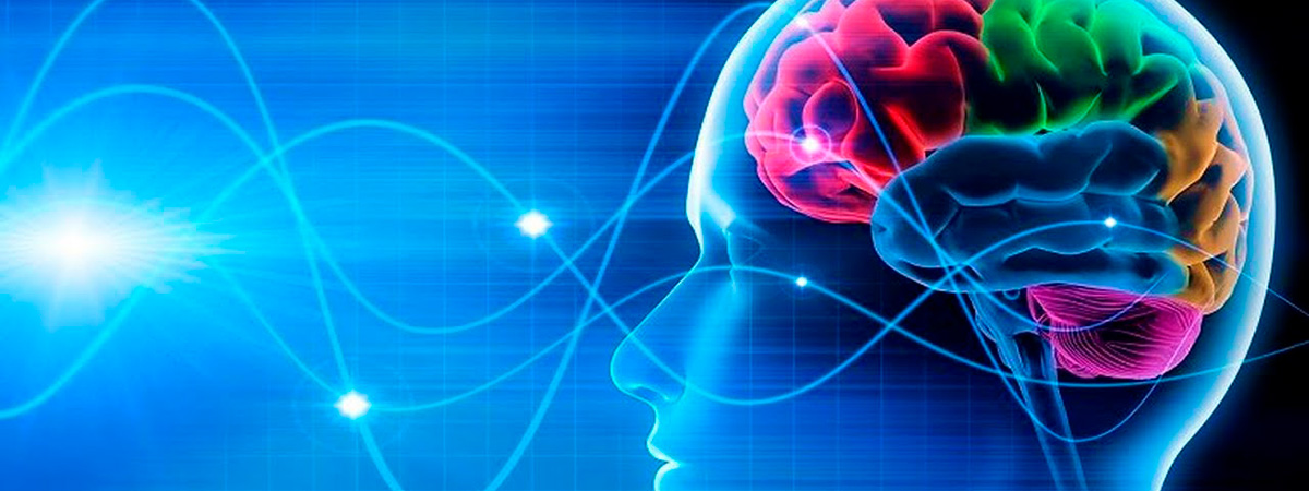 Работоспособность головного мозга