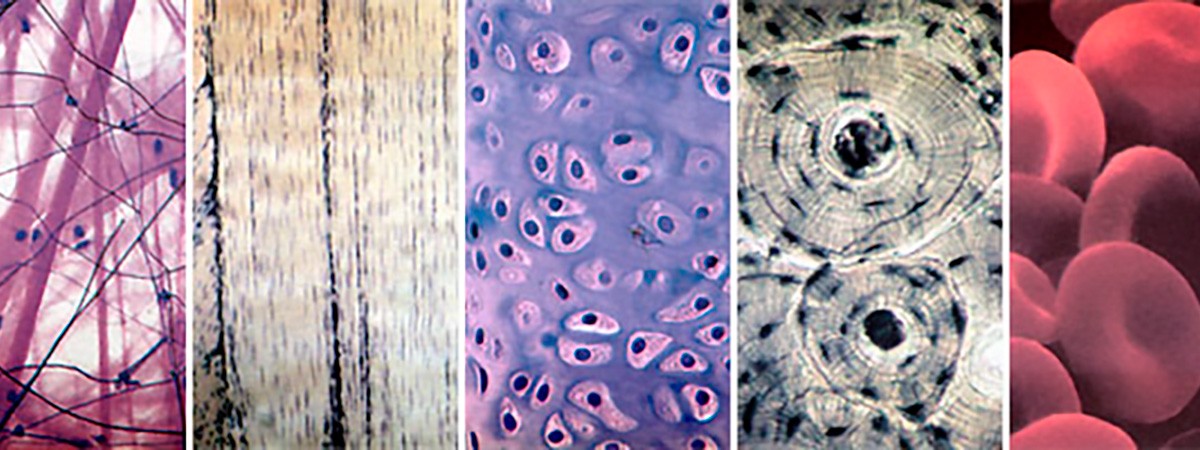 Соединительная ткань .