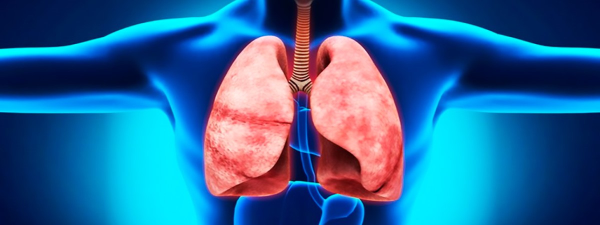 Дыхательная система